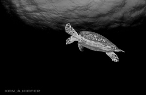 Hawksbill Turtle overhead in Cozumel
 by Ken Kiefer 